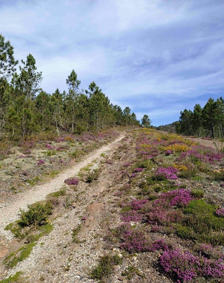 camino44