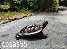  カメをかう
