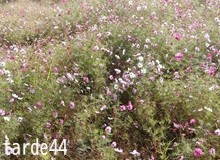 欠けを補う